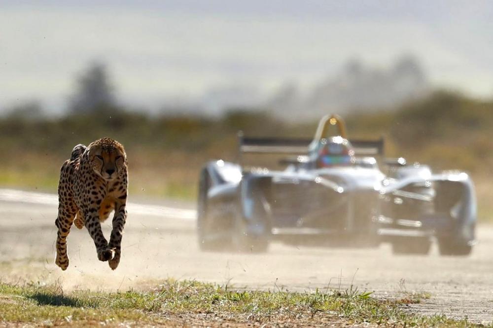 Racing with Cheetah